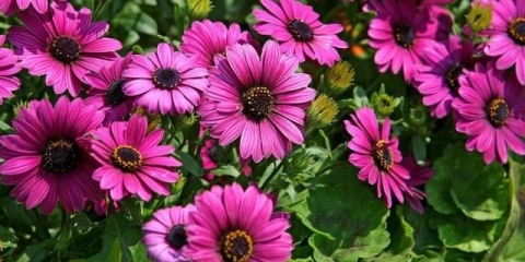 Kada saditi dimorfoteku